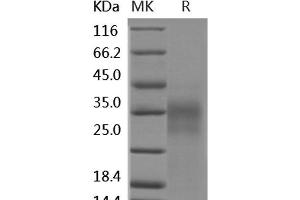 Western Blotting (WB) image for Tumor Necrosis Factor (Ligand) Superfamily, Member 8 (TNFSF8) protein (ABIN7198395) (TNFSF8 Protein)