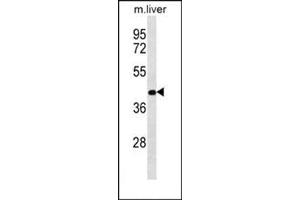 Western blot analysis of RASSF10 Antibody  in Mouse liver tissue lysates (35ug/lane). (RASSF10 antibody  (Middle Region))