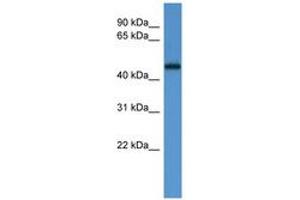 Image no. 1 for anti-Ligand Dependent Nuclear Receptor Corepressor (Lcor) (AA 203-252) antibody (ABIN6746691) (Lcor antibody  (AA 203-252))