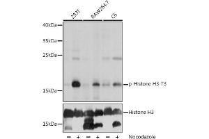 Western blot analysis of extracts of various cell lines, using Phospho-Histone H3-T3 pAb (ABIN7267690) at 1:1000 dilution or Histone H3 antibody (ABIN3023242, ABIN3023243, ABIN3023244, ABIN1513010 and ABIN6219504). (Histone 3 antibody  (H3T3p))