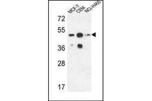 Western blot analysis using SGMS2 Antibody (C-term) Cat. (Sphingomyelin Synthase 2 antibody  (C-Term))
