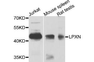 Western blot analysis of extracts of various cells, using LPXN antibody. (Leupaxin antibody)