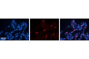 Immunohistochemistry (IHC) image for anti-Cytosolic Iron-Sulfur Protein Assembly 1 (CIAO1) (Middle Region) antibody (ABIN2775776)