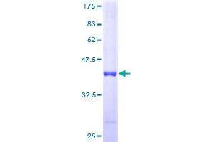ATPase Inhibitory Factor 1 Protein (ATPIF1) (AA 1-106) (GST tag)