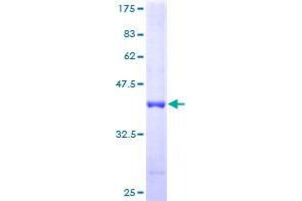 ATPase Inhibitory Factor 1 Protein (ATPIF1) (AA 1-106) (GST tag)