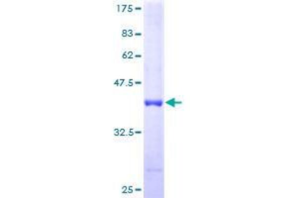 ATPase Inhibitory Factor 1 Protein (ATPIF1) (AA 1-106) (GST tag)