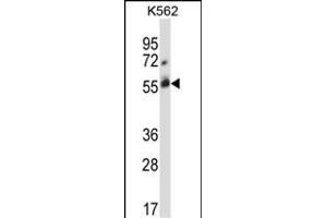 CBLC Antibody  (ABIN388072 and ABIN2845789) western blot analysis in K562 cell line lysates (35 μg/lane). (CBLC antibody  (C-Term))