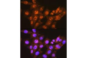 Immunofluorescence analysis of NIH-3T3 cells using PSM Rabbit mAb (ABIN7269599) at dilution of 1:100 (40x lens).