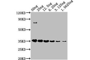 Western Blot Positive WB detected in: HA-tagged fusion protein at 50 ng, 25 ng, 12. (HA-Tag antibody)