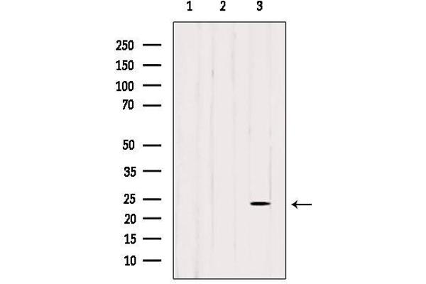 CDC42EP3 antibody  (Internal Region)