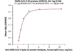 SARS-CoV-2 Spike S2 (B.1.351 - beta) (Active) protein (His tag)
