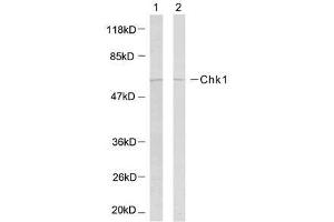 Western blot analysis of the extracts using Chk1 (Ab-317) antibody (E021114). (CHEK1 antibody)