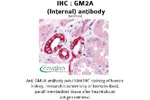 Image no. 2 for anti-GM2 Ganglioside Activator (GM2A) (Internal Region) antibody (ABIN1734834) (GM2A antibody  (Internal Region))