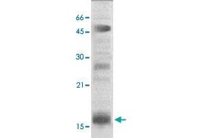 The nuclear extract derived from HeLa were immunoprecipitated by 4 ug of HIST2H3C polyclonal antibody , then probed with HIST2H3C polyclonal antibody at 1 : 1000. (Histone Cluster 2, H3c (HIST2H3C) (N-Term) antibody)