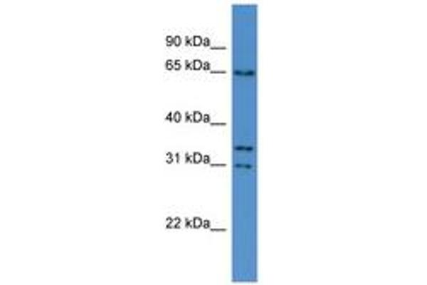 Copine V antibody  (N-Term)