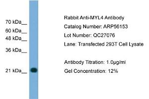 WB Suggested Anti-MYL4  Antibody Titration: 0. (MYL4 antibody  (N-Term))