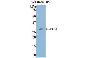 Western Blotting (WB) image for anti-Sialic Acid Binding Ig-Like Lectin 5 (SIGLEC5) (AA 147-335) antibody (ABIN1860553) (SIGLEC5 antibody  (AA 147-335))