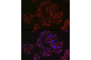 Immunofluorescence analysis of human placenta using WNT2 Rabbit pAb (ABIN6134457, ABIN6150238, ABIN6150240 and ABIN6217609) at dilution of 1:250 (40x lens). (WNT2 antibody  (AA 1-100))