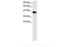 Image no. 3 for anti-Nuclear Transcription Factor Y, alpha (NFYA) (C-Term) antibody (ABIN6735785) (NFYA antibody  (C-Term))
