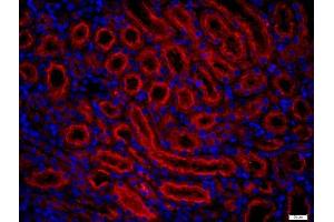 Paraformaldehyde-fixed, paraffin embedded rat kidney, Antigen retrieval by boiling in sodium citrate buffer (pH6) for 15min, Block endogenous peroxidase by 3% hydrogen peroxide for 20 minutes, Blocking buffer (normal goat serum) at 37°C for 30min, Antibody incubation with 	Fx1A Polyclonal Antibody, Unconjugated  at 1:400 overnight at 4°C, followed by a conjugated secondary (Goat Anti-rabbit IgG/Bio) for 20 minutes at 37°C, followed by a conjugated streptavidin -Cy3) at 1:500] for 40 minutes and DAPI staining of the nuclei. (Fx1a antibody)