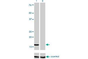 Western blot analysis of NME2 over-expressed 293 cell line, cotransfected with NME2 Validated Chimera RNAi (Lane 2) or non-transfected control (Lane 1). (NME2 antibody  (AA 1-152))