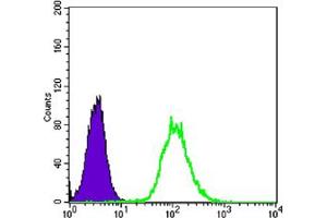 Flow cytometric analysis of Hela cells using anti-CK7 mAb (green) and negative control (purple). (Cytokeratin 7 antibody)
