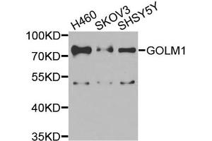 Western blot analysis of extracts of various cells, using GOLM1 antibody. (GOLM1 antibody)