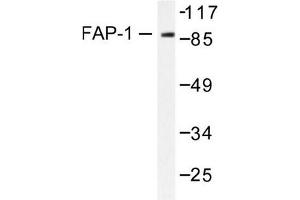 Image no. 1 for anti-Protein tyrosine Phosphatase, Non-Receptor Type 13 (APO-1/CD95 (Fas)-Associated Phosphatase) (PTPN13) antibody (ABIN265414) (PTPN13 antibody)