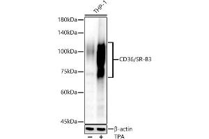 Western blot analysis of extracts of THP-1 cells, using CD36/SR-B3 antibody (ABIN6132248, ABIN6138173, ABIN6138174 and ABIN6221473) at 1:810 dilution. (CD36 antibody  (AA 30-270))