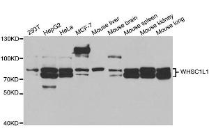 Western blot analysis of extracts of various cell lines, using WHSC1L1 antibody (ABIN5973250) at 1/1000 dilution. (WHSC1L1 antibody)