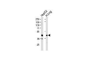 Western blot analysis of lysates from HepG2 cell line and human lung tissue lysates (from left to right), using RAGE Antibody (Center) (ABIN390897 and ABIN2841104). (RAGE antibody  (AA 206-234))