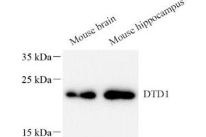 Western blot analysis of DTD1 (ABIN7073688),at dilution of 1: 1000