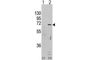 Western blot analysis of AMPK antibody and 293 cell lysate (2 ug/lane) either nontransfected (Lane 1) or transiently transfected with the PRKAA1 gene (2). (PRKAA1 antibody  (AA 474-502))