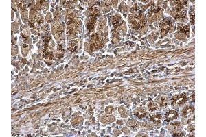 IHC-P Image WNT7A antibody detects WNT7A protein at secreted on mouse stomach by immunohistochemical analysis. (WNT7A antibody  (Center))