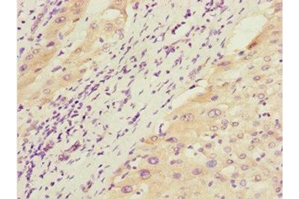 GTF2A2 antibody  (AA 1-109)