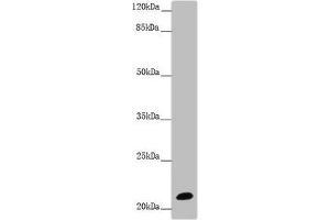 NCALD antibody  (AA 1-193)