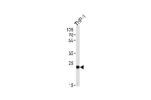 Western blot analysis of lysate from THP-1 cell line, using PYCARD Antibody (C-term) (ABIN657783 and ABIN2846757).