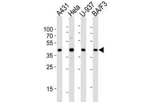 Western blot analysis of lysate from A431, HeLa, U-937, BA/F3 cell line (left to right) using PGK1 diluted at 1:1000 for each lane. (PGK1 antibody  (AA 305-334))