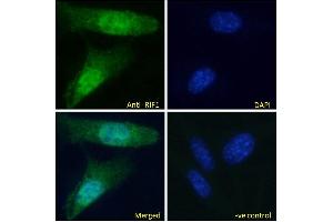 ABIN5539883 Immunofluorescence analysis of paraformaldehyde fixed NIH3T3 cells, permeabilized with 0. (RIF1 antibody  (C-Term))
