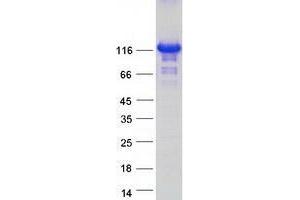 Validation with Western Blot (ZHX3 Protein (Myc-DYKDDDDK Tag))