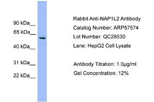 WB Suggested Anti-NAP1L2  Antibody Titration: 0.