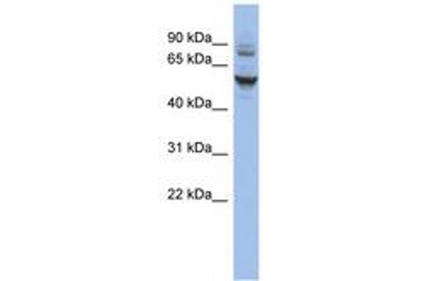 CECR6 antibody  (AA 71-120)