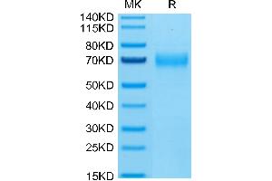 CLEC12A Protein (AA 65-265) (Fc Tag)