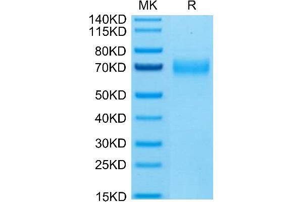 CLEC12A Protein (AA 65-265) (Fc Tag)