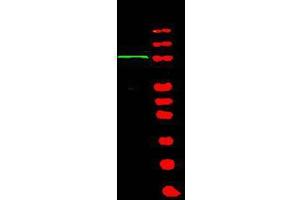 Western blot using  Affinity Purified anti-BACH1 antibody shows detection of a band at ~105 kDa (lane 1) corresponding to human BACH1 present in a 293 whole cell lysate (arrowhead). (BACH1 antibody  (Isoform 1))