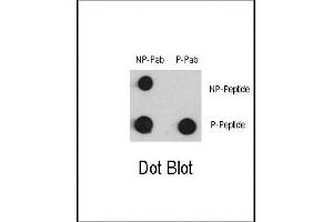 Dot blot analysis of anti-Phospho-MEF2C-p Antibody (ABIN389772 and ABIN2839689) and anti-MEF2C Non Phospho-specific Pab on nitrocellulose membrane. (MEF2C antibody  (pSer387))