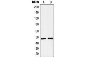 Western blot analysis of GPR19 expression in MCF7 (A), Raji (B) whole cell lysates. (GPR19 antibody  (C-Term))