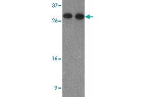 Western blot analysis of HDGF2 in human testis tissue lysate with HDGF2 polyclonal antibody  at (1) 0. (HDGFRP2 antibody  (N-Term))