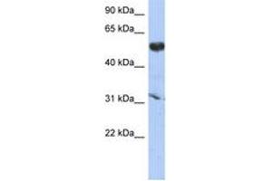Image no. 1 for anti-Cytochrome P450, Family 4, Subfamily X, Polypeptide 1 (CYP4X1) (AA 287-336) antibody (ABIN6743879) (CYP4X1 antibody  (AA 287-336))