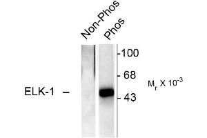 Western blots of recombinant Elk-1 showing specific immunolabeling of the ~46k Elk-1 phosphorylated at Ser383 (Phos). (ELK1 antibody  (pSer383))